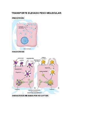 IMAGENES-EXAMEN-HISTOLOGIA.pdf