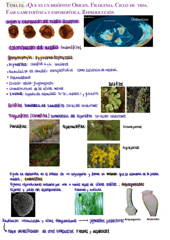 Briofitos-apuntes.pdf