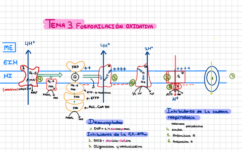 Esquema-Fosforilacion-Oxidativa.pdf