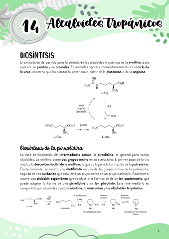 Tema-14.-Alcaloides-tropanicos.pdf
