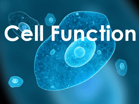 Cell-Function.pdf