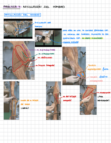 Practica-7.pdf