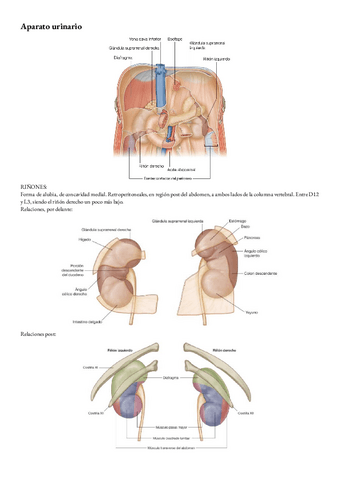 Anatomia-T-12-Aparato-urinaria..pdf