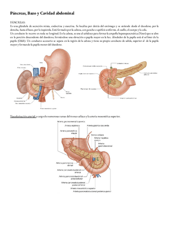 Anatomia-T-9-pancreas-bazo-y-cavidad-abdominal.pdf