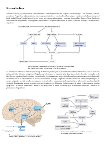 Anatomia-T-39-sistema-limbico.pdf
