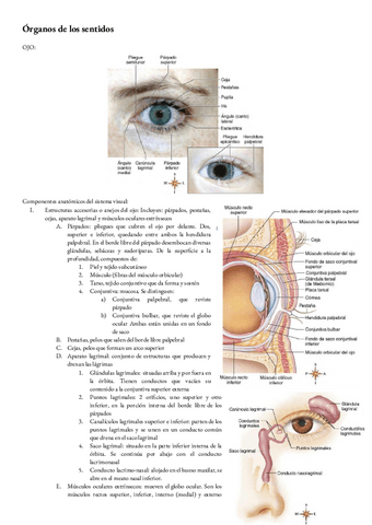 Anatomia-T-16-Y-17-Organos-de-los-sentidos.pdf