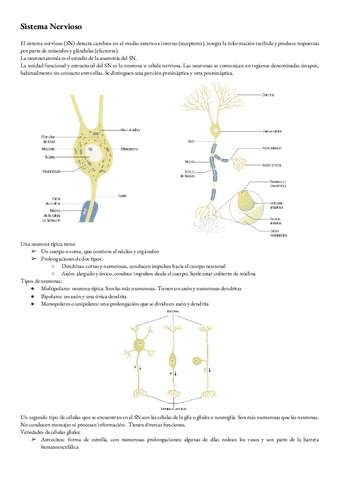 Anatomia-T-18-Introduccion-a-la-anatomia-del-sistema-nervioso.pdf