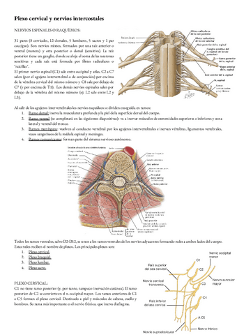 Anatomia-T-20-Plexo-cervical-y-nervios-intercostales.pdf