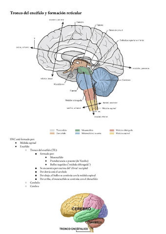 Anatomia-T-25-y-26-Tronco-del-encefalo-y-formacion-reticular.pdf