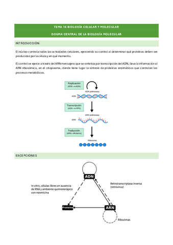 tema-16-biologia-celular-y-molecular.pdf