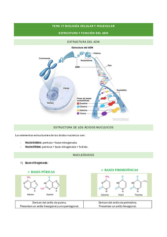 tema-17-biologia-celular-y-molecular.pdf