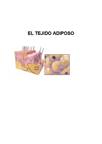 EL-TEJIDO-ADIPOSO.pdf
