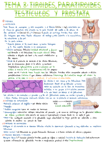 Apuntes-Tema-3-Prostata-completo.pdf