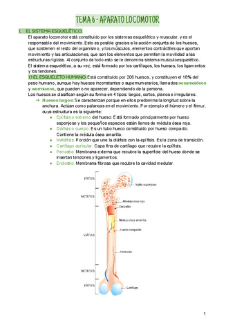 TEMA-6-APARATO-LOCOMOTOR.pdf