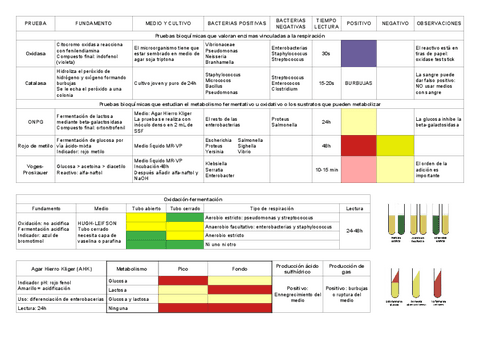 Pruebas-Bioquimicas-Tabla.pdf