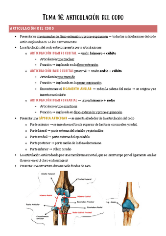 TEMA-16-ANATOMIA.-Articulacion-del-codo.pdf