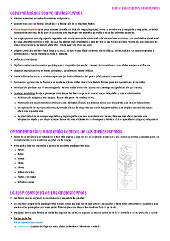 t7.-Angiospermas.-Generalidades.pdf