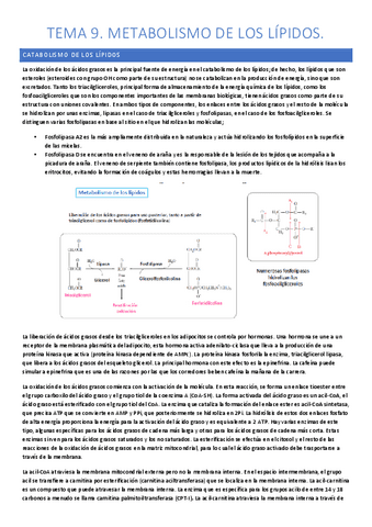 tema-9-bioquimica-apuntes.pdf