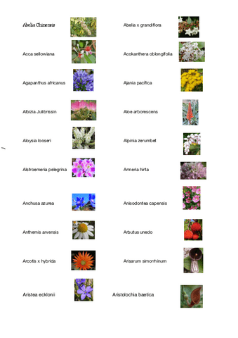 Especies-de-flores.pdf