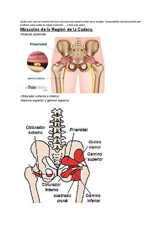 Musculos-miembros-inferiores-con-imagenes.pdf