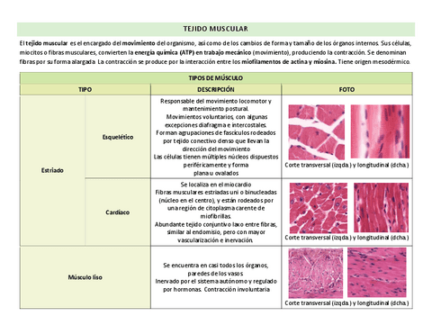 tipos-de-musculo.pdf