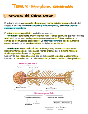 Tema-5-Receptores-Sensoriales.pdf