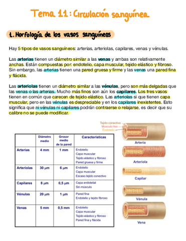 Tema-11-Circulacion-Sanguinea.pdf