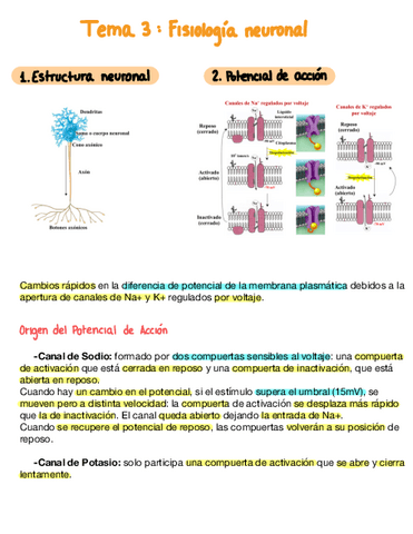 Tema-3-Fisiologia-Neuronal.pdf