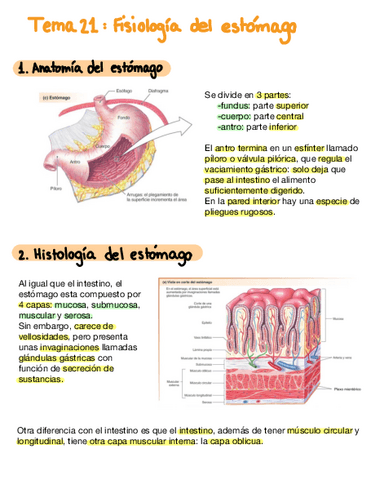 Tema-21-Fisiologia-Del-Estomago.pdf