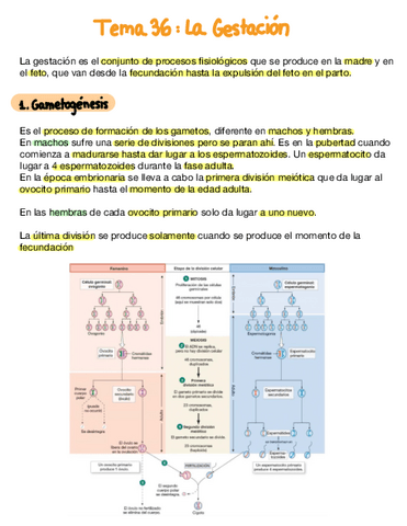 Tema-36-La-Gestacion.pdf