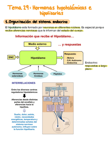 Tema-29-Hormonas-Hipotalamicas-E-Hipofisarias.pdf