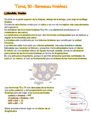 TEMA-30-Hormonas-Tiroideas.pdf