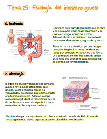 Tema-25-Intestino-Grueso.pdf