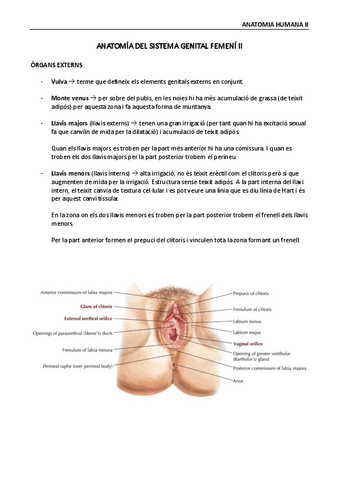 Anatomia-de-sistema-genital-femeni-II.pdf