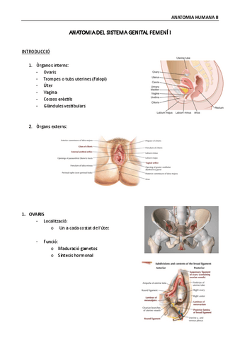 Anatomia-del-sistema-genital-femeni-I.pdf