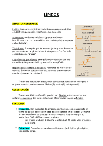 LIPIDOS.pdf