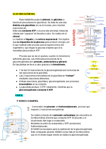 Tema-9-METABOLISMO-DE-GLUCIDOS-Parte-2.pdf