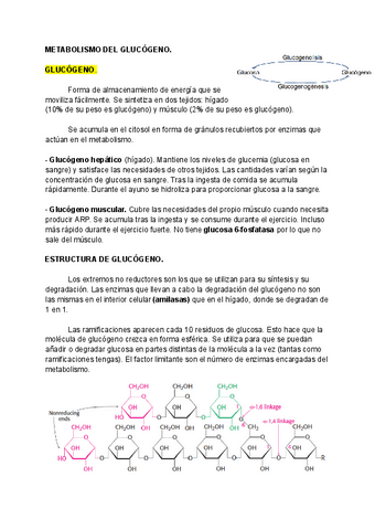 Tema-9-METABOLISMO-DE-GLUCIDOS-Parte-3.pdf