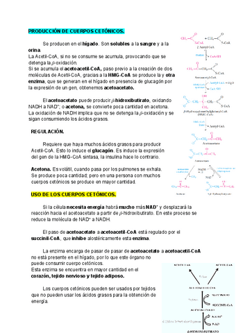 Tema-10-METABOLISMO-DE-LOS-LIPIDOS-parte-2.pdf