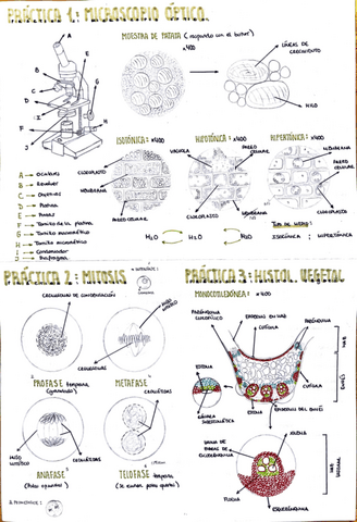 Apuntes-Practicas-para-el-examen-1-6.pdf