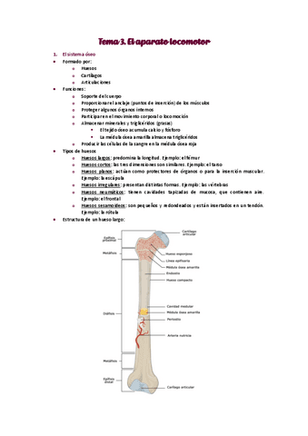 El-aparato-locomotor.pdf