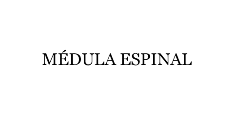 6 Medula Espinal Pdf