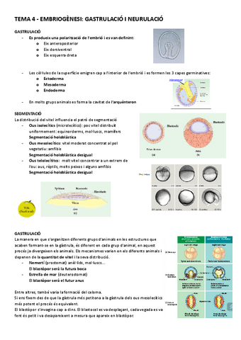 Tema-4-Embriogenesi-gastrulacio-i-neurulacio-animal.pdf