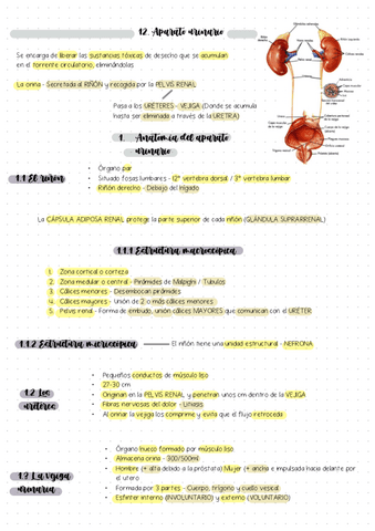 Tema-12-Aparato-urinario-TB.pdf