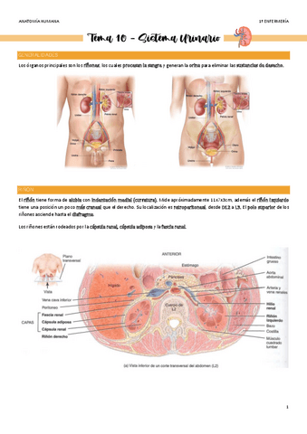Tema-10-Sistema-Urinario.pdf