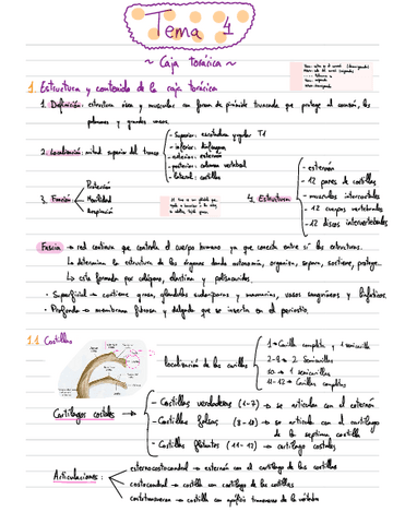 Apuntes-Anatomia-T4.pdf