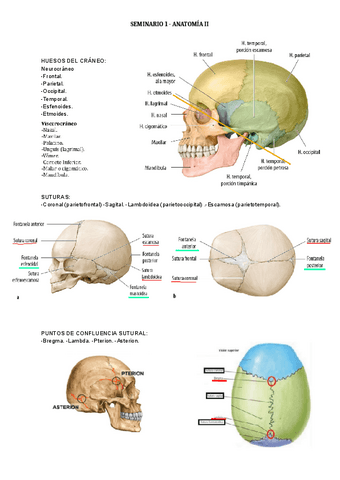 SEMINARIO-I-Anatomia-II.pdf
