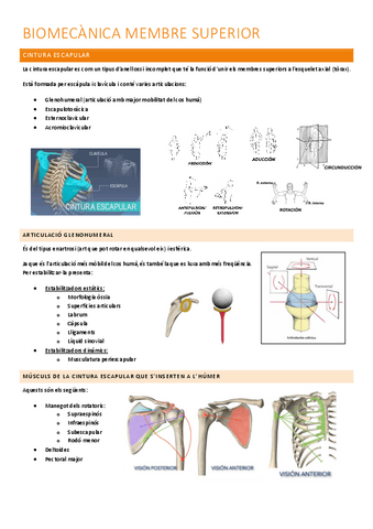 Biomecanica-membre-superior.pdf