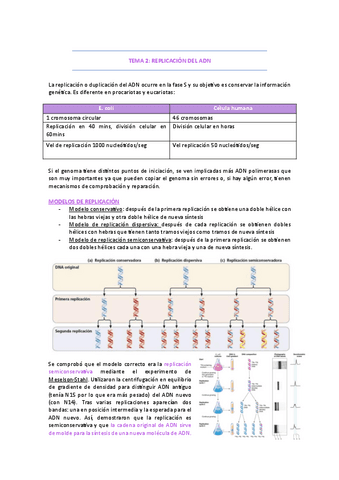Tema-2-replicacion.pdf