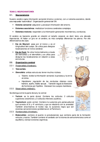2.-Neuroanatomia.pdf